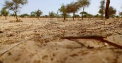 Terrain de 1,65 hectare vers Diokoul Diawrigne