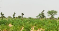 Terrain agricole 1,73 hectare à vendre – Méouane, Thiès