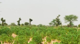 Terrain agricole 1,73 hectare à vendre – Méouane, Thiès