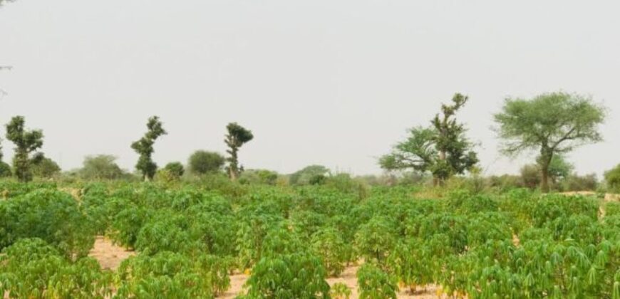 Terrain agricole 1,73 hectare à vendre – Méouane, Thiès