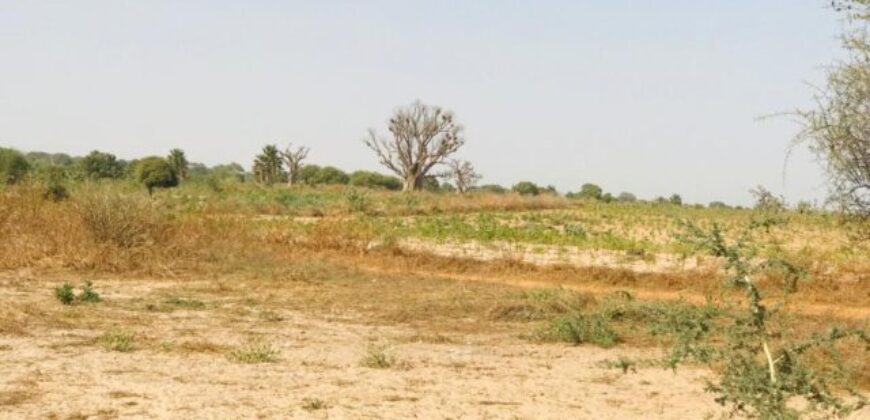Terrain agricole 1,90 ha à vendre – Chérif Lô