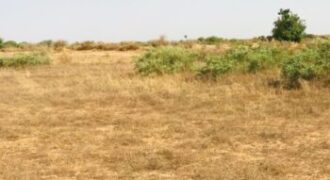 Terrain agricole 1,99 ha à vendre – Chérif Lô