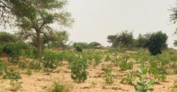 Terrain 2,15 ha à vendre – Méouane, Tivaouane