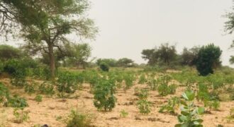 Terrain 2,15 ha à vendre – Méouane, Tivaouane