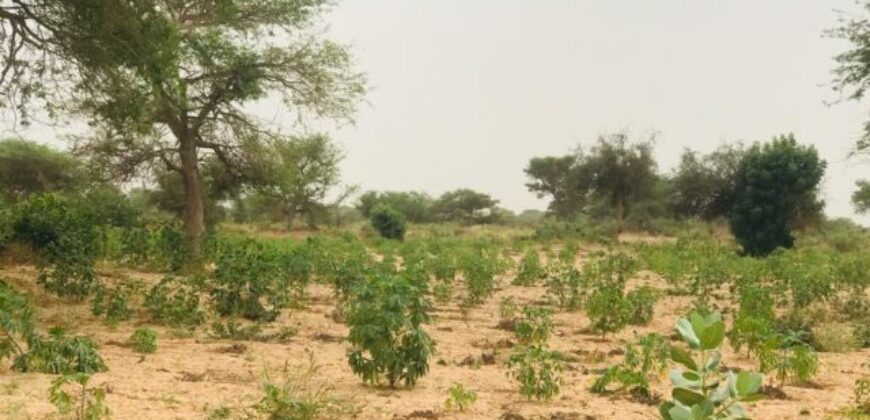 Terrain 2,15 ha à vendre – Méouane, Tivaouane