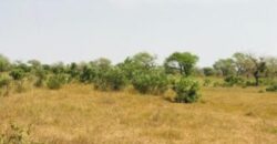 Terrain 2,16 ha à vendre – Koul, Tivaouane