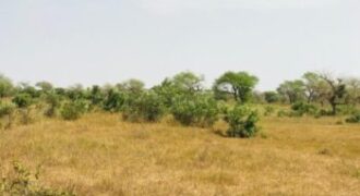 Terrain 2,16 ha à vendre – Koul, Tivaouane