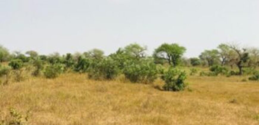 Terrain 2,16 ha à vendre – Koul, Tivaouane