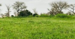 Terrain 2,39 ha à vendre – Touba Toul, Thiès