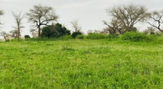 Terrain 2,39 ha à vendre – Touba Toul, Thiès