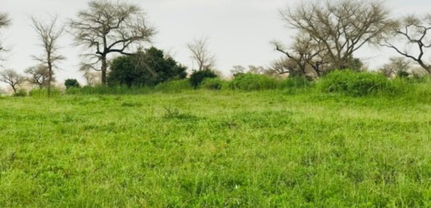 Terrain 2,39 ha à vendre – Touba Toul, Thiès
