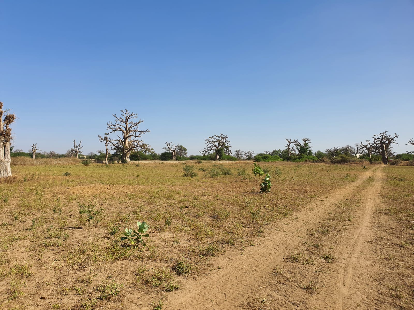 Terrain 10 hectares clôturé à vendre – Sindia, Mbour