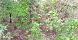 Verger 1 ha à vendre – Kafountine, Bignona