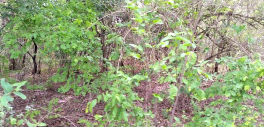 Verger 1 ha à vendre – Kafountine, Bignona