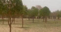Verger 1,5 ha à vendre – Koul, Tivaouane