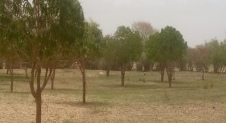 Verger 1,5 ha à vendre – Koul, Tivaouane