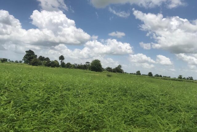 Propriété agricole 1,01 hectare à vendre – Nguéniène, Thiès