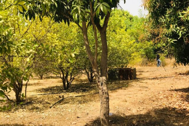 Ferme agricole 1,15 ha à vendre à Fimela, Fatick