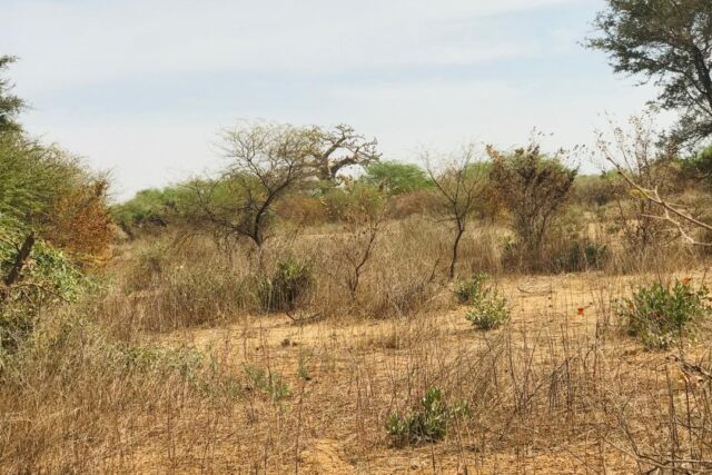 Propriété agricole 1,28 hectare à vendre – Sindia, Thiès