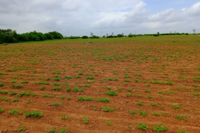 Terrain 7994 m² à Vendre — Notto Diobass, Thiès
