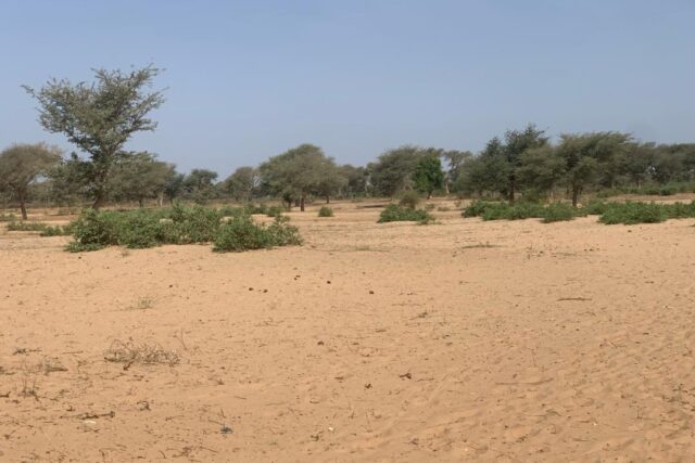 Terrain 6 ha Bord Route à Vendre — Touba Toul, Thiès