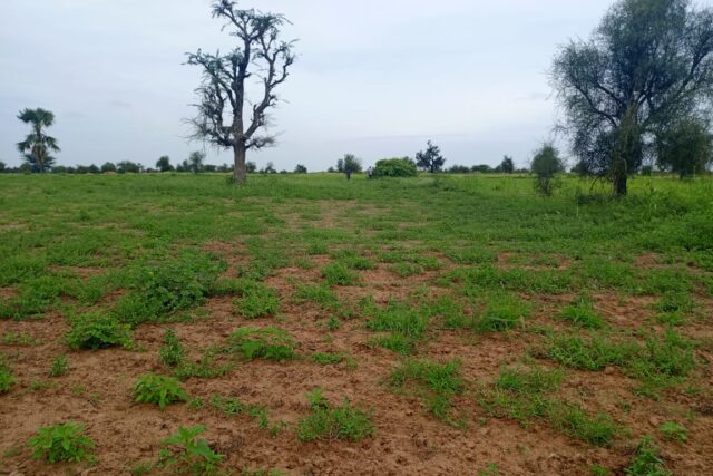 Terrain 7.089 m² à vendre – Ngabou Dalla, Diourbel