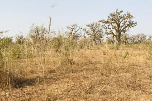 Terrain 8472 m² à Vendre — Chérif Lô, Thiès