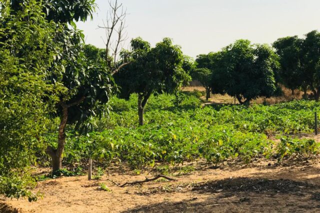 Ferme 3,70 hectares équipée à vendre – Diender, Thiès