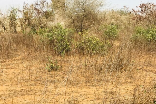 Propriété agricole 1,50 hectare à vendre – Sindia, Thiès