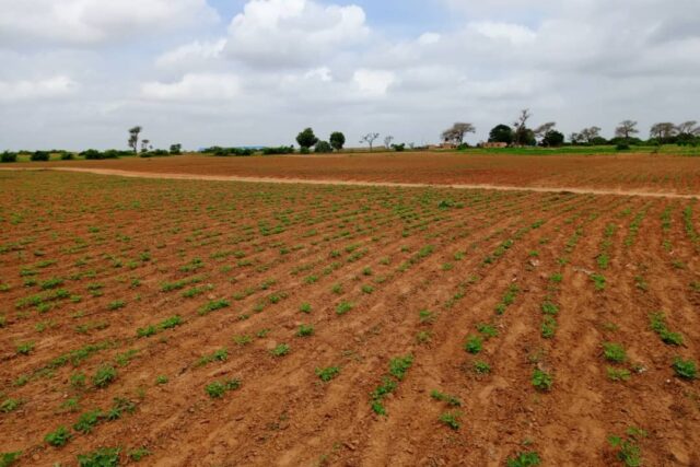 Terrain 7994 m² à Vendre — Notto Diobass, Thiès