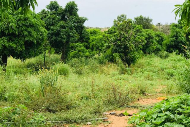 Ferme 10 hectares équipée à vendre – Darou Khoudoss, Thiès