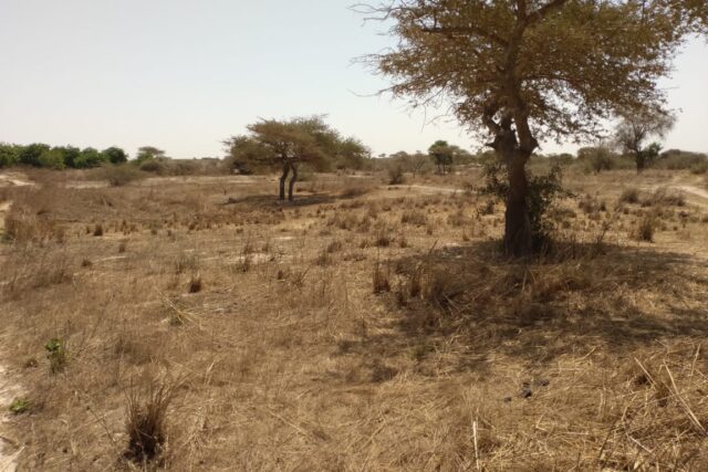 Terrain 9.889 m² à vendre – Darou Khoudoss, Thiès
