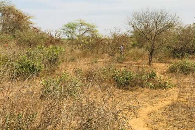 Propriété agricole 1,50 hectare à vendre – Sindia, Thiès