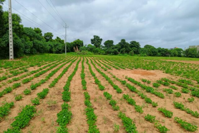 Terrain 8555 m² à Vendre — Keur Moussa, Thiès