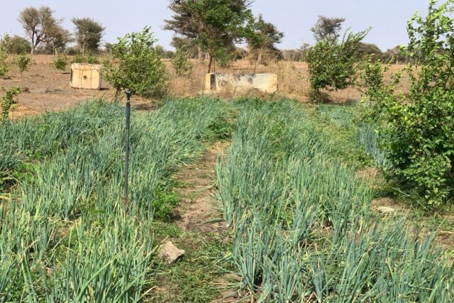 Verger agricole 3,56 hectares équipé à louer – Thiénaba, Thiès
