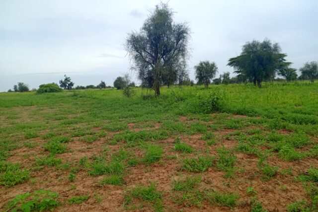 Terrain 7.089 m² à vendre – Ngabou Dalla, Diourbel