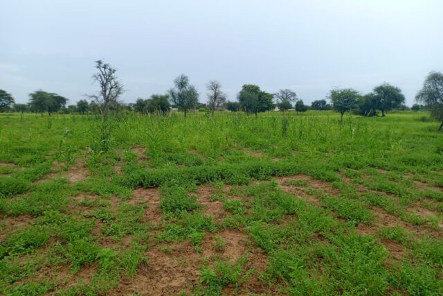 Terrain 7.089 m² à vendre – Ngabou Dalla, Diourbel