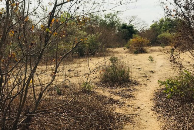 Propriété agricole 2,52 hectares à vendre – Sindia, Thiès