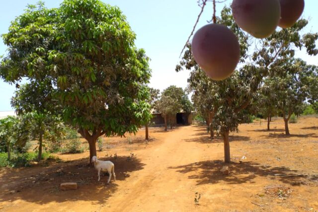 Ferme 1,95 hectare équipée à vendre – Keur Moussa, Thiès