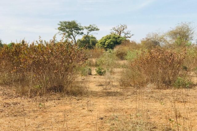 Propriété agricole 1,28 hectare à vendre – Sindia, Thiès