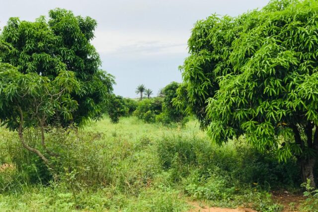 Ferme 10 hectares équipée à vendre – Darou Khoudoss, Thiès
