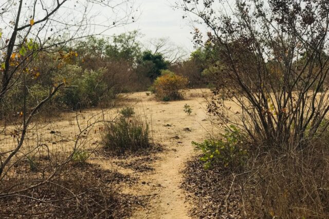 Propriété agricole 2,52 hectares à vendre – Sindia, Thiès