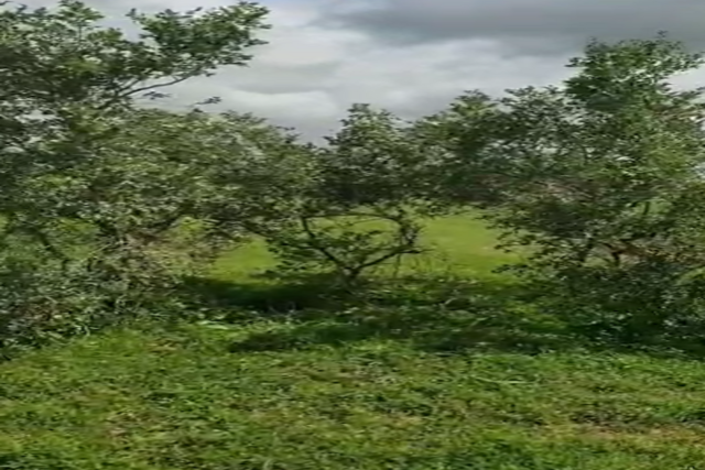 Terrain agricole 100 hectares à vendre – Koul, Thiès