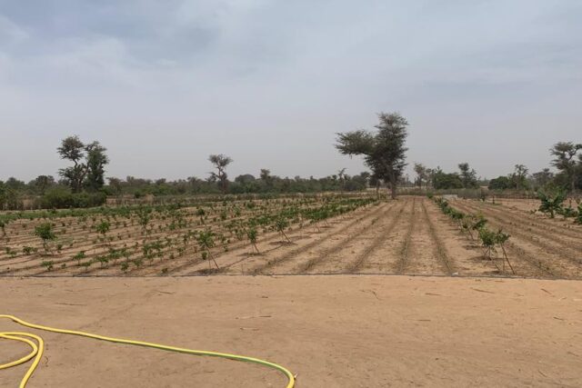 Ferme 1,92 hectare équipée à vendre – Ndiaganiao, Thiès