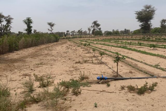 Ferme 1,92 hectare équipée à vendre – Ndiaganiao, Thiès