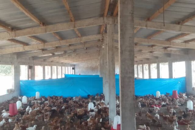 Ferme 1,72 hectare équipée à vendre – Diender, Thiès