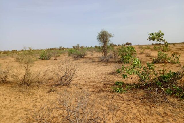 Terrain 6,8 ha à Vendre — Nguidila, Louga