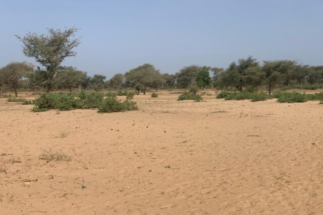 Terrain 6 ha Bord Route à Vendre — Touba Toul, Thiès