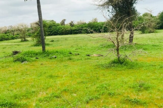 Terrain 8079 m² à Vendre — Notto Gouye Diama, Thiès