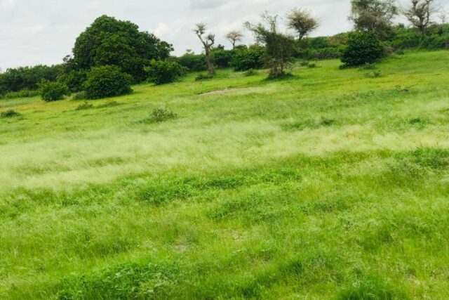 Terrain 8079 m² à Vendre — Notto Gouye Diama, Thiès